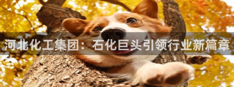 球盟会最新网