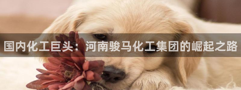 球盟会qm