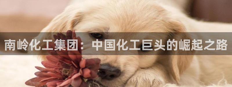 球盟会黑平台
