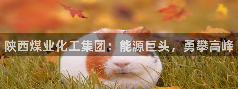 球盟会APP官网