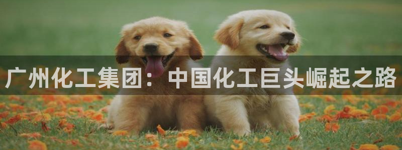 球盟会进不去吗