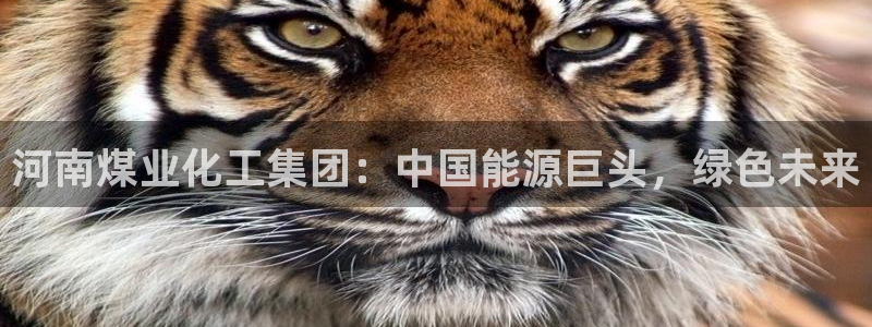 球盟会app最新地址在哪看：河南煤业化工集团：中国能源巨头，