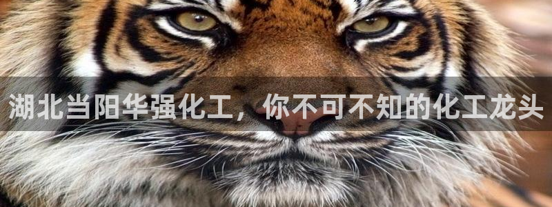 球盟会官方网站入口