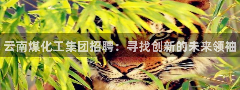 球盟会APP下载：云南煤化工集团招聘：寻找创新的未来领袖